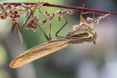 螳螂，昆虫，宏，自然，动物，恐慌