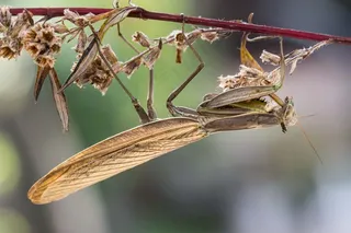 螳螂，昆虫，宏，自然，动物，恐慌