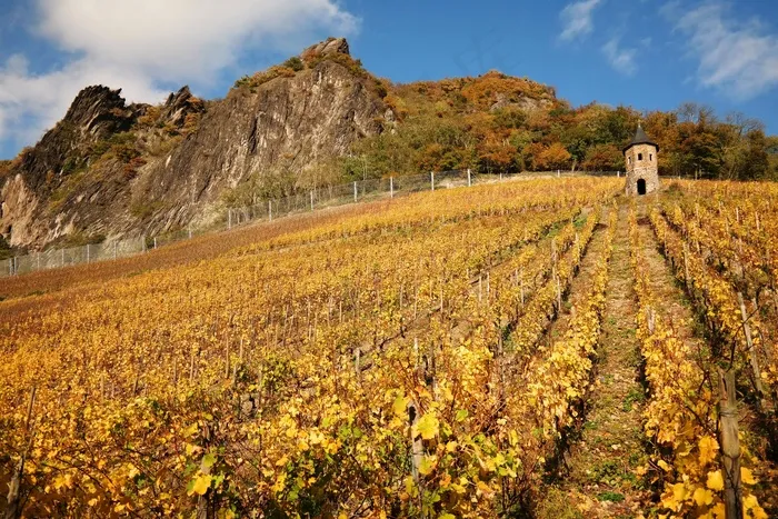 龙岩，葡萄园，Siebengebirge，秋季，塔