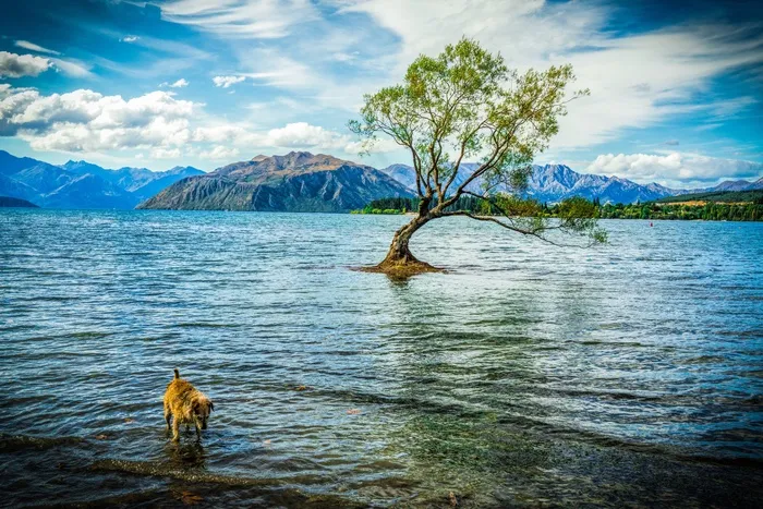 瓦纳卡，新西兰，瓦纳卡湖，山，景观