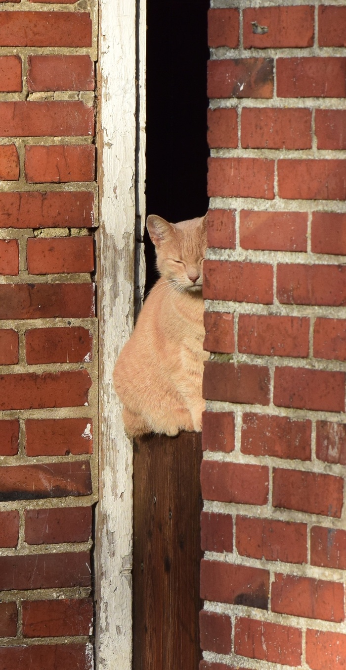猫，墙，坐，动物，家猫，宠物，休息，手表