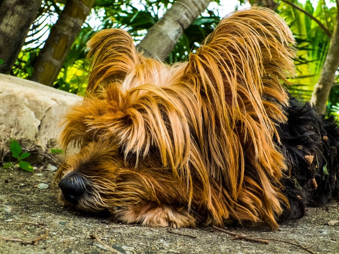 狗，约克夏犬，懒狗