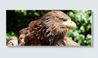 阿德勒，打击，欧洲海鹰，飞，传单，飞行