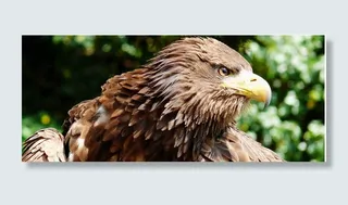 阿德勒，打击，欧洲海鹰，飞，传单，飞行