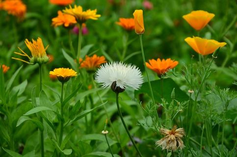 鲜花，Federnelke，黄罂粟，花园的花