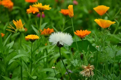 鲜花，Federnelke，黄罂粟，花园的花