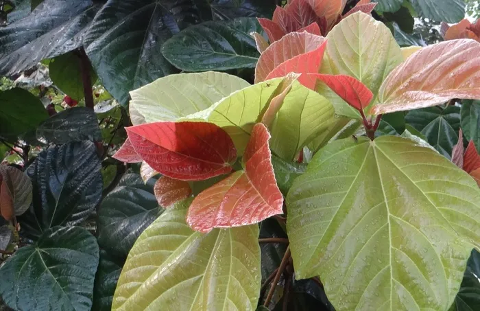 无花果榕，无花果树，无花果无花果