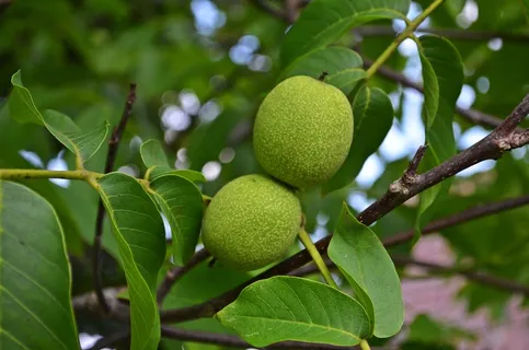 坚果,核桃,树,水果,种子,叶子,吃 坚果,核桃,树,水果,种子,叶子,吃