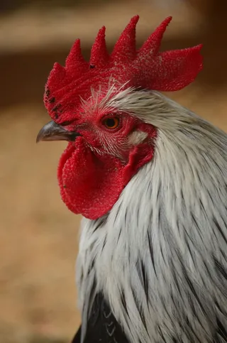 哈恩，鸡，家禽，鸡冠，牲畜