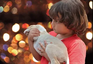 儿童，狗，小狗，圣诞节