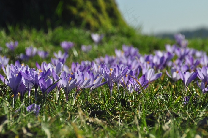 番红花，紫色，Zavelstein番红花花，黑森林