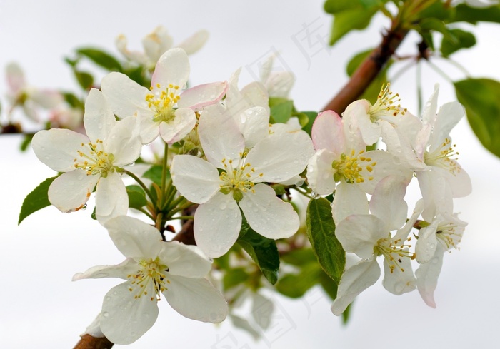 鲜花，背景，滴眼液，喜悦，庆典，夏天