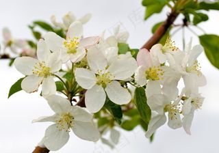 鲜花，背景，滴眼液，喜悦，庆典，夏天