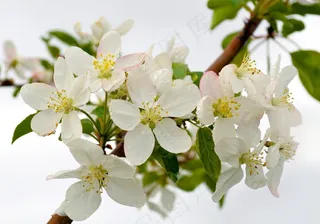 鲜花，背景，滴眼液，喜悦，庆典，夏天