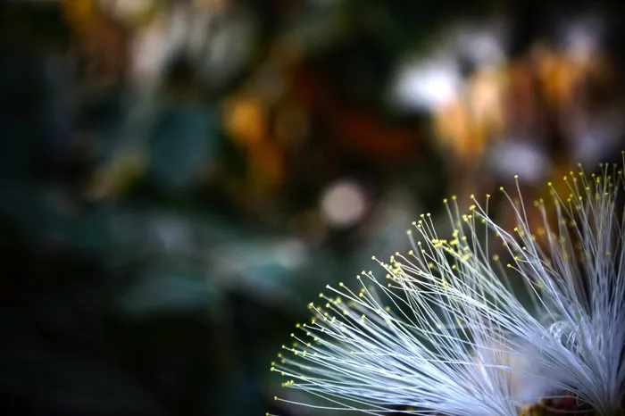 萨尔瓦多，花，性质，花树，水果