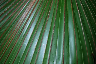 蕨类，自然叶，植物，自然，植物园，有机