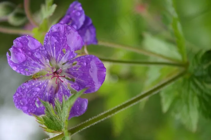 开花，雨，紫色，花，湿，性质，滴灌