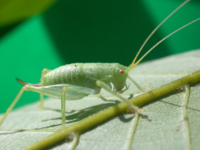 蚱hopper，昆虫，宏