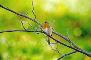 动物，鸟，枝杈，关闭，冷，颜色，可爱