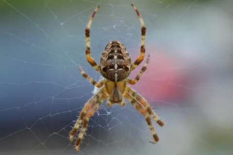 旋转,Web,性质,错误,动物,宏,腿 旋转,Web,性质,错误,动物,宏,腿
