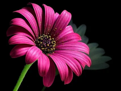 雏菊,花,花粉,宏,植物,开花,花的 雏菊,花,花粉,宏,植物,开花,花的