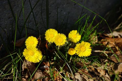 Tussilago Farfara，花，开花，黄色
