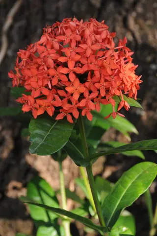 Ecsória，花卉，花园，花瓣，装饰