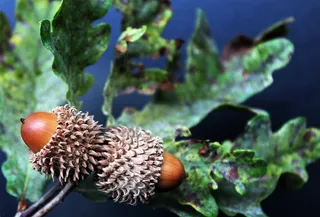 橡子，自然，森林，秋季，道路，树果