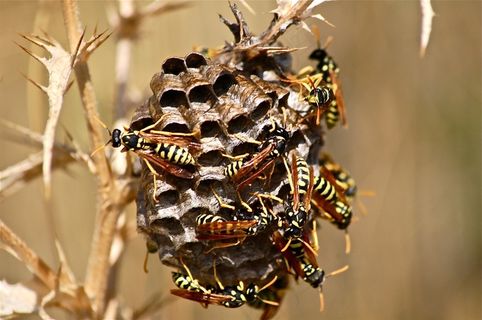 黄蜂群，尿布，昆虫，自然