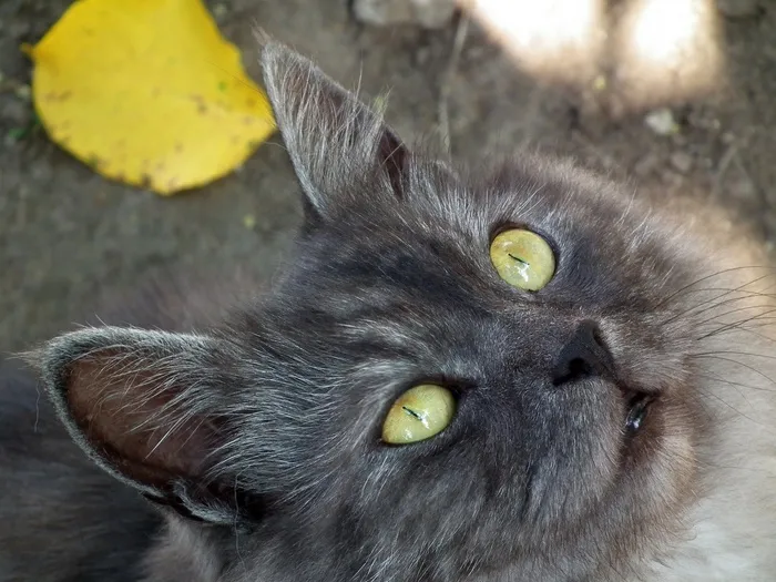 猫，宠物，动物，猫的眼睛，猫的眼睛，可爱，宠物