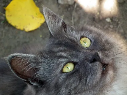 猫,宠物,动物,猫的眼睛,猫的眼睛,可爱,宠物 猫,宠物,动物,猫的眼睛,猫的眼睛,可爱,宠物