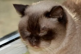 猫，Mieze，英国短毛猫，亲爱的，蓝眼睛