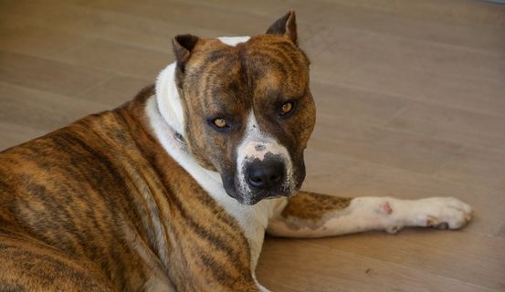 狗，美国斯塔福德郡，看门狗