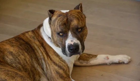 狗，美国斯塔福德郡，看门狗