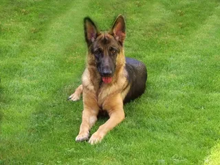 德牧/德国牧羊犬,德国狼犬,德国牧羊犬,德牧犬,玛伦牧羊犬,看起来不错