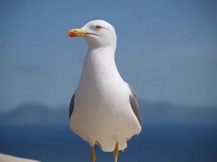 海鸥，鸟，动物，水禽，关闭