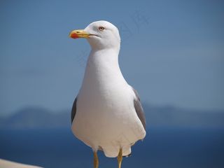 海鸥，鸟，动物，水禽，关闭