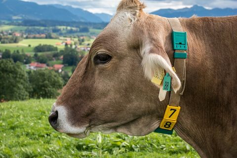 牛，头，毛皮，眼睛，脸，亲爱的，施舍，牧场，草甸