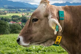 牛，头，毛皮，眼睛，脸，亲爱的，施舍，牧场，草甸