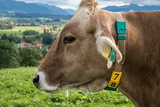 牛，头，毛皮，眼睛，脸，亲爱的，施舍，牧场，草甸