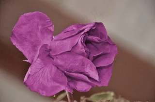 玫瑰，花，性质，宏，紫色，玫瑰，绿色，叶