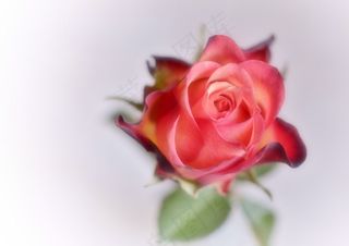 玫瑰，花，红色，自然，植物