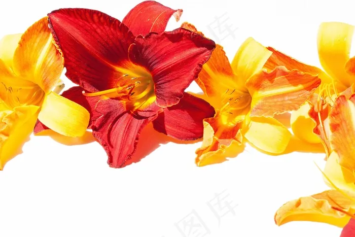 黄花菜，鲜花，夏天，文具，名片