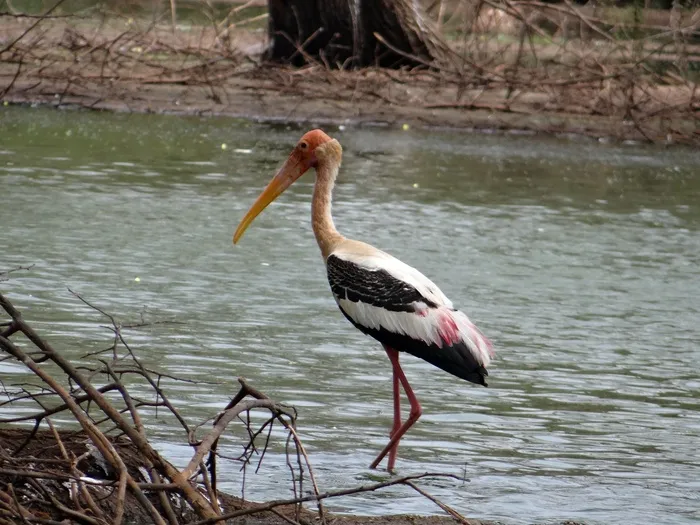 彩绘的鹳，鹳，鸟，涉水，野生动物，自然