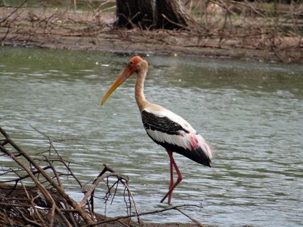 彩绘的鹳，鹳，鸟，涉水，野生动物，自然
