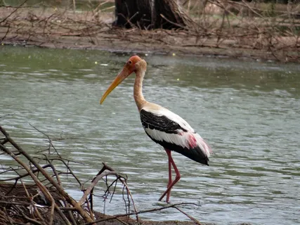 彩绘的鹳，鹳，鸟，涉水，野生动物，自然