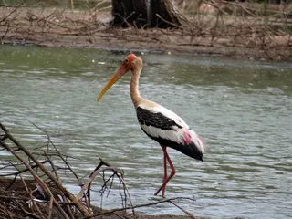 彩绘的鹳，鹳，鸟，涉水，野生动物，自然