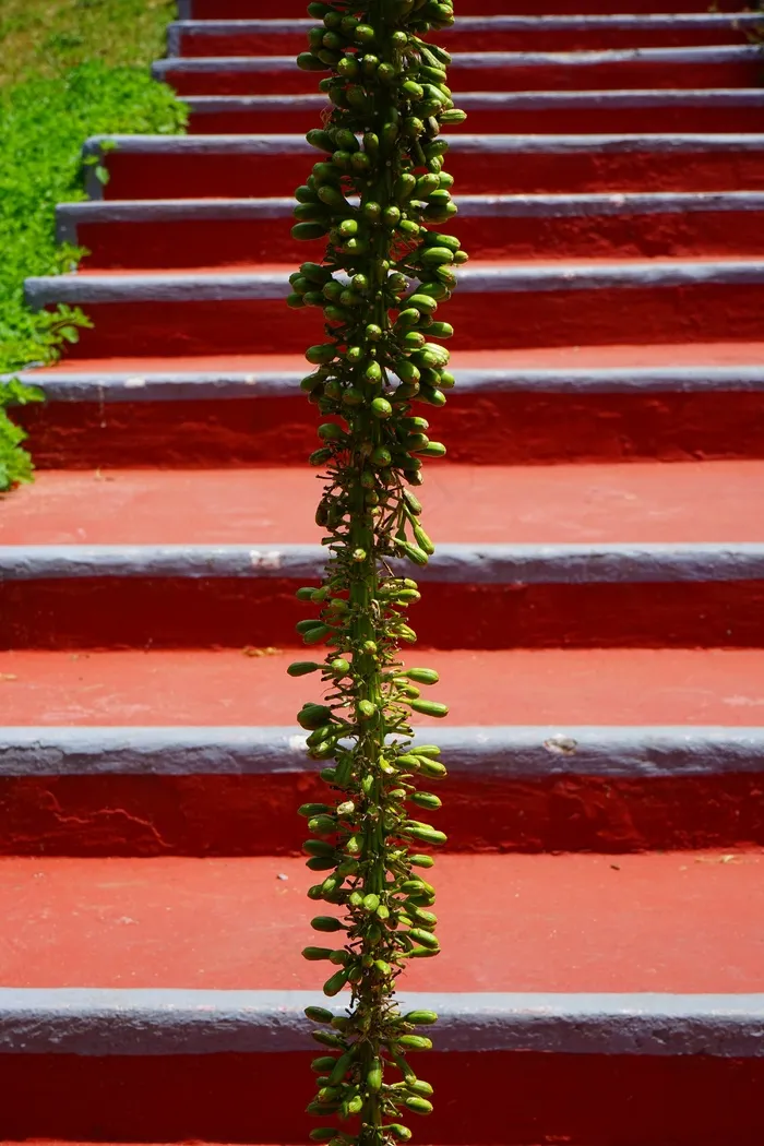 龙舌兰龙舌兰，花序，楼梯，出现