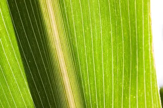 玉米，玉米，谷物，食品，秋季，库库鲁兹