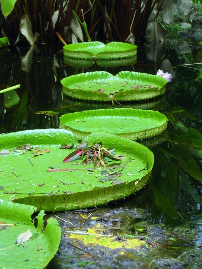 百合，垫，池塘，水，植物，自然，植物园